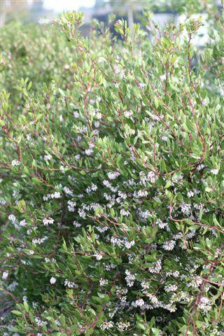 Arctostaphylos 'Austin Griffiths' - Devil Mountain Wholesale Nursery